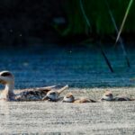 en-2025,-espana-registro-172-hembras-de-un-ave-en-peligro-de-extincion-y-1427-polluelos-tras-un-proyecto-que-restauro-3.600-hectareas-de-humedales