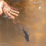 mas-agua-y-temperaturas-en-ascenso:-por-que-la-crecida-de-los-rios-beneficia-a-los-peces