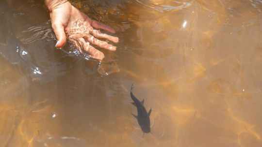 mas-agua-y-temperaturas-en-ascenso:-por-que-la-crecida-de-los-rios-beneficia-a-los-peces