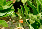ashwagandha:-anvisa-alerta-que-suplemento-do-tiktok-e-proibido-no-brasil