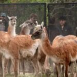 trasladaron-30-guanacos-desde-santa-cruz-a-chaco-para-recuperar-la-especie