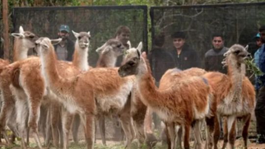 trasladaron-30-guanacos-desde-santa-cruz-a-chaco-para-recuperar-la-especie