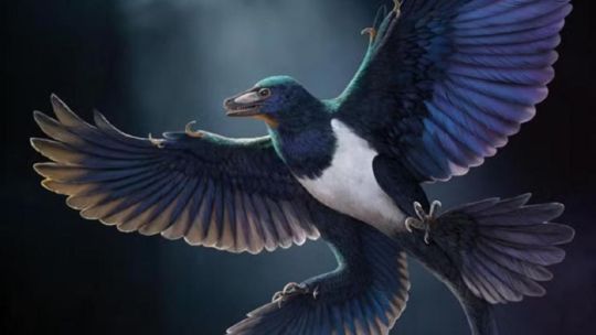 encuentran-en-china-el-fosil-de-un-extrano-dinosaurio-volador-de-cuatro-alas