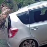 (video)-¿la-maldicion-de-la-ractis?-arbol-cayo-sobre-auto-con-gente-adentro