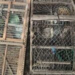 detienen-a-dos-cazadores-furtivos-con-armas,-pieles-y-aves-silvestres-en-san-juan