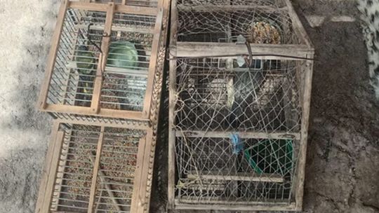 detienen-a-dos-cazadores-furtivos-con-armas,-pieles-y-aves-silvestres-en-san-juan