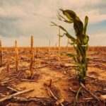 el-nino-amenaza-con-encarecer-los-alimentos-en-guatemala-por-danos-a-la-agricultura