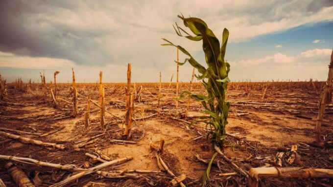 el-nino-amenaza-con-encarecer-los-alimentos-en-guatemala-por-danos-a-la-agricultura