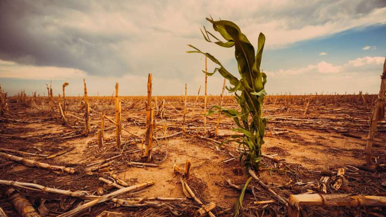 el-nino-amenaza-con-encarecer-los-alimentos-en-guatemala-por-danos-a-la-agricultura