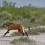 liberaron-a-un-aguara-guazu-en-el-parque-nacional-ansenuza