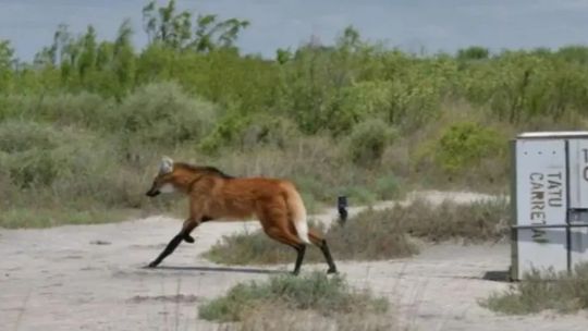 liberaron-a-un-aguara-guazu-en-el-parque-nacional-ansenuza