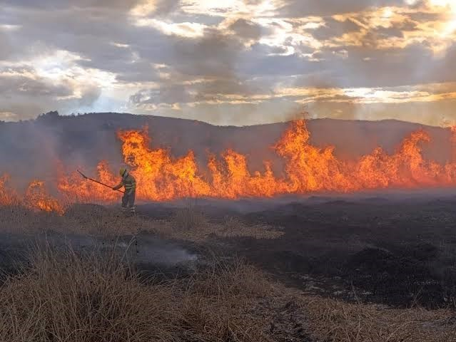 incendios-forestales:-las-consecuencias-y-la-desatencion