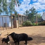 refugios-animalistas-del-limari-enfrentan-reparaciones-y-falta-de-alimento-tras-temporales