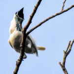 aves-brasileiras-fazem-tanto-barulho-quanto-britadeira-ou-motosserra