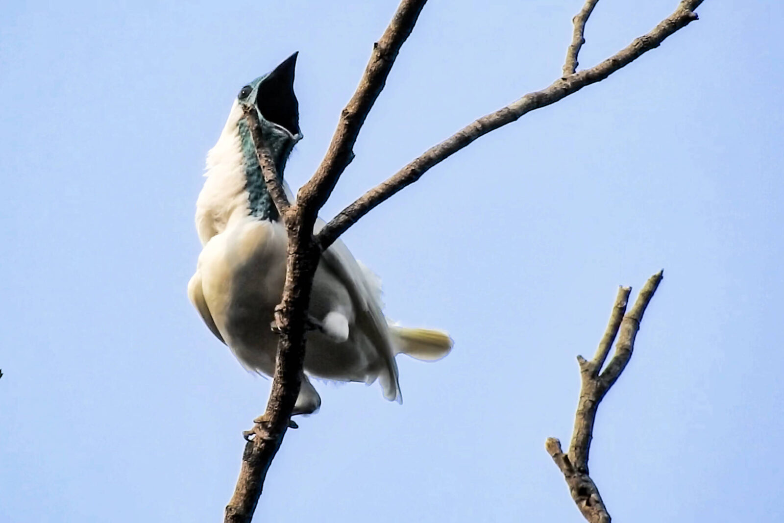 aves-brasileiras-fazem-tanto-barulho-quanto-britadeira-ou-motosserra