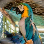 rescatan-a-cuatro-parabas-en-domicilio-de-un-biologo-en-cochabamba