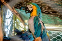 rescatan-a-cuatro-parabas-en-domicilio-de-un-biologo-en-cochabamba