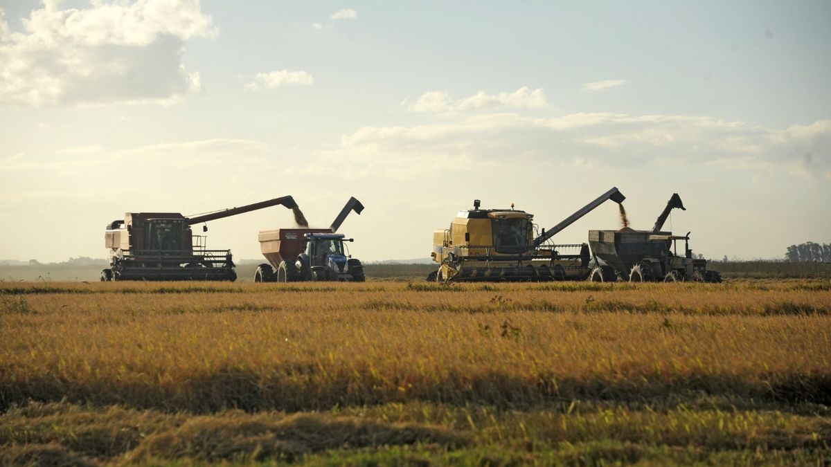 uruguay-reunira-al-mundo-del-arroz-en-punta-del-este