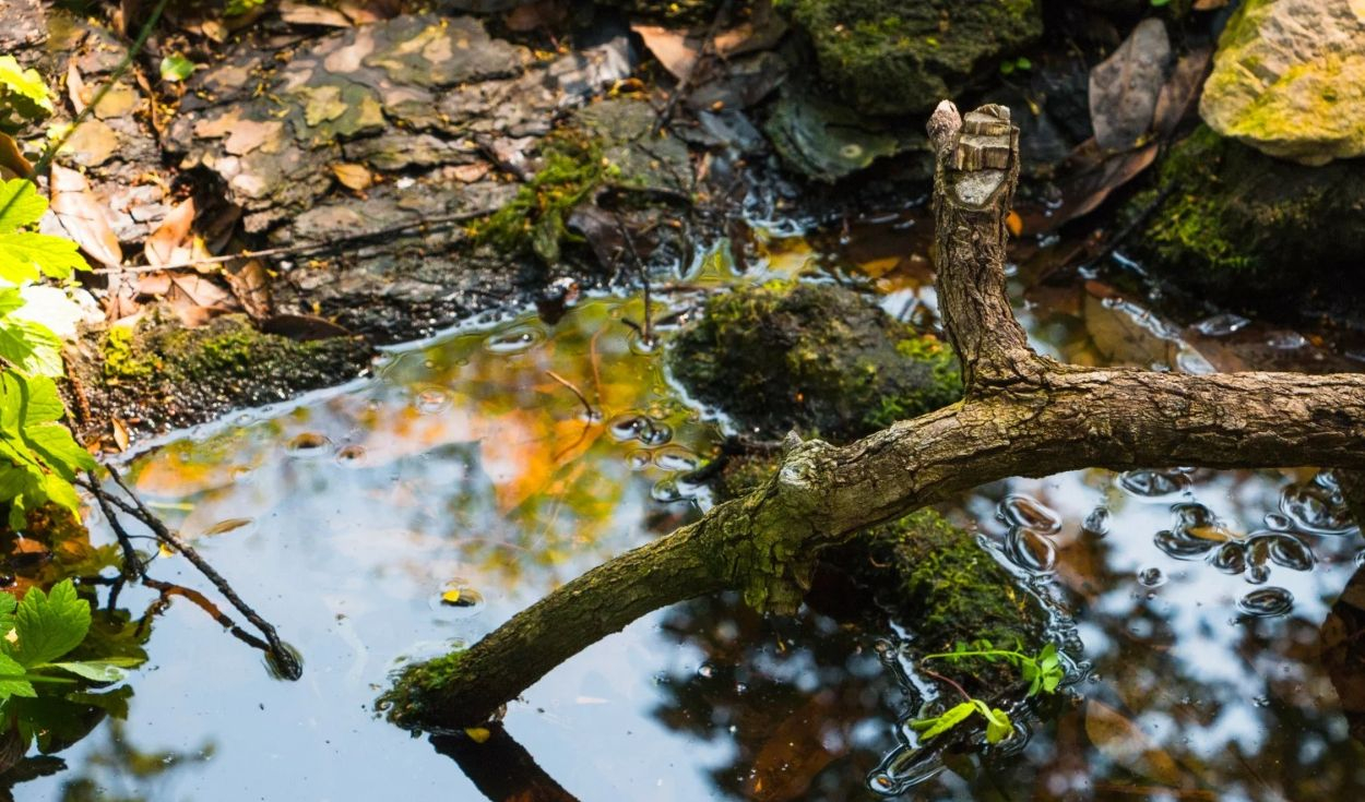 estados-unidos-arroja-mas-de-6.000-troncos-desde-helicopteros-a-sus-rios-para-recuperar-los-habitats-naturales-y-proteger-a-los-salmones