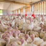 uruguay-suspendio-el-permiso-para-ingreso-de-aves-y-productos-avicolas-desde-brasil