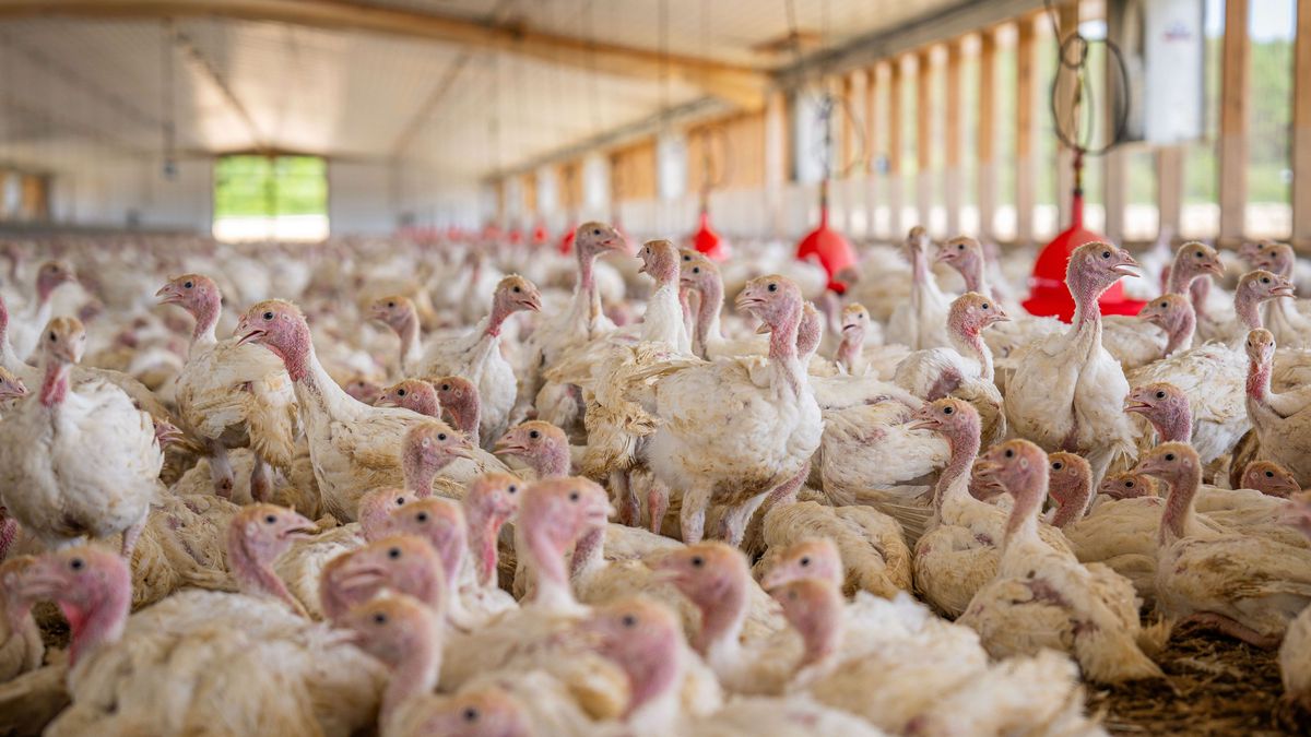 uruguay-suspendio-el-permiso-para-ingreso-de-aves-y-productos-avicolas-desde-brasil