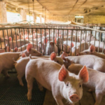 porcicultores-de-santander-piden-una-planta-de-sacrificio-animal-en-bucaramanga:-aseguran-que-gran-parte-del-gremio-esta-cerrando-sus-granjas