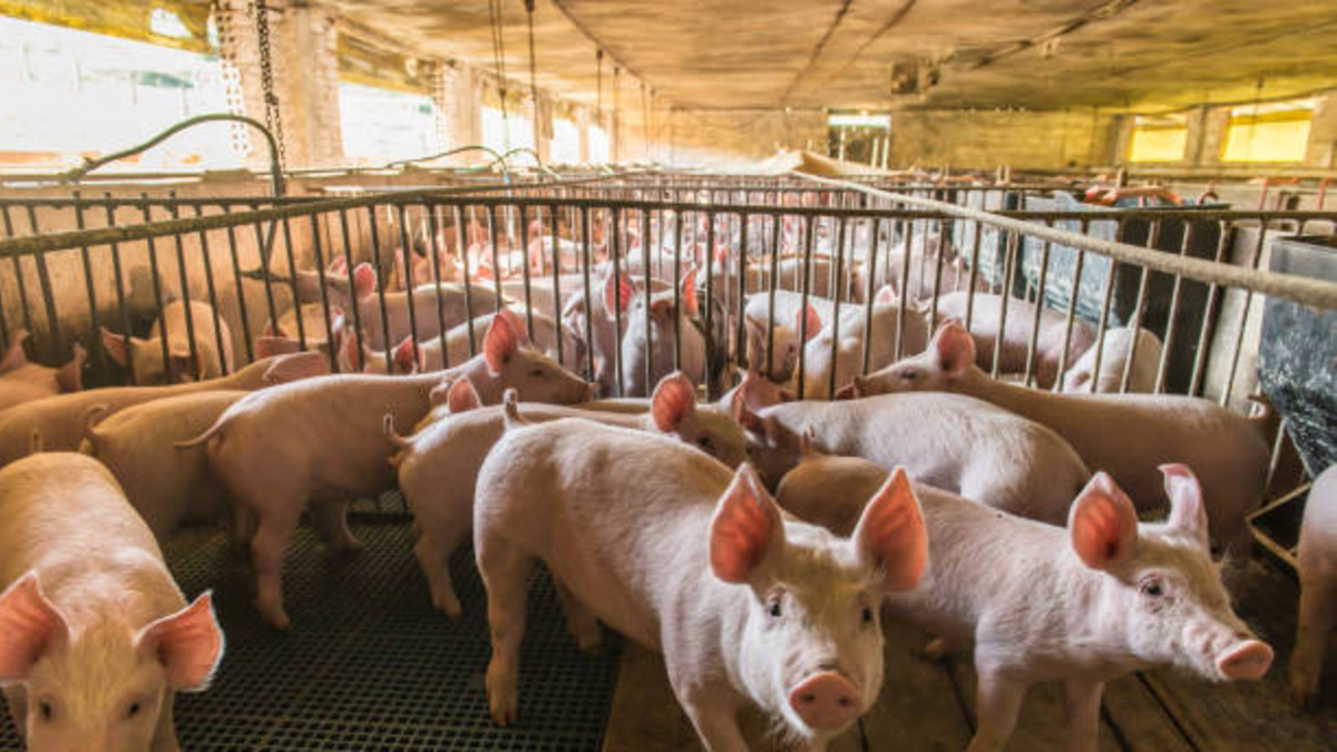 porcicultores-de-santander-piden-una-planta-de-sacrificio-animal-en-bucaramanga:-aseguran-que-gran-parte-del-gremio-esta-cerrando-sus-granjas
