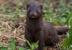 surto-em-fazenda-de-visons-eleva-alerta-para-nova-pandemia-nos-eua