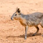 corre-a-60-km/h-y-parece-un-cruce-entre-perro-y-conejo:-el-roedor-mas-veloz-del-mundo-habita-en-sudamerica