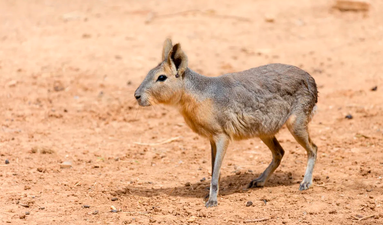 corre-a-60-km/h-y-parece-un-cruce-entre-perro-y-conejo:-el-roedor-mas-veloz-del-mundo-habita-en-sudamerica