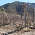agricultores-temen-que-recortes-a-indap-frenen-recuperacion-productiva