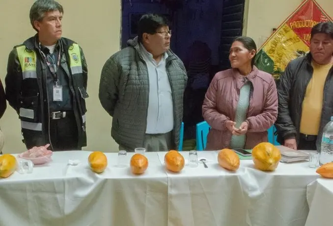 prometen-apoyo-para-la-venta-de-papaya-ecologica-en-el-alto