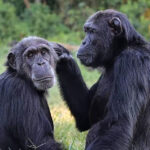 chimpanzes-sao-menos-propensos-a-roubar-comida-de-amigos