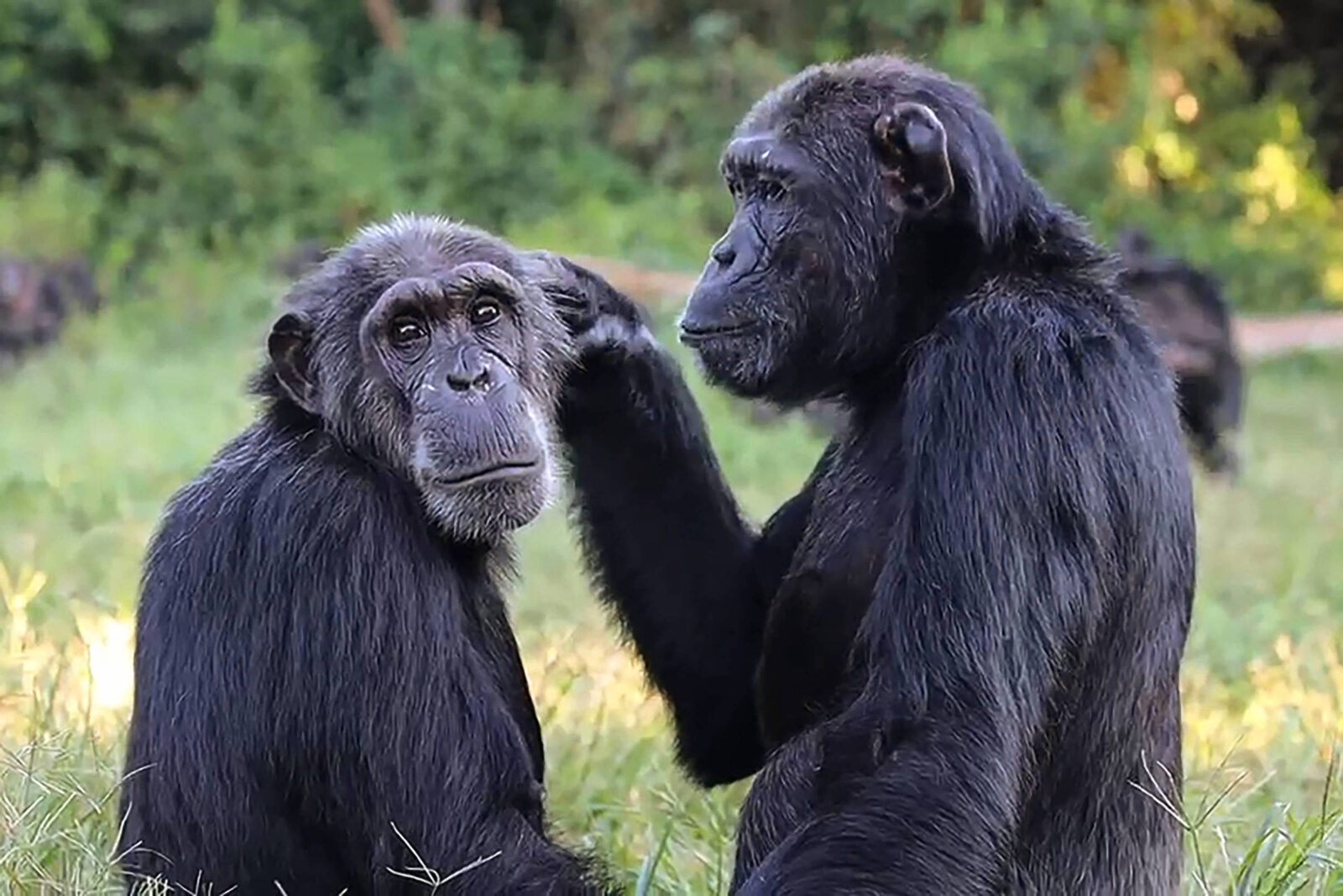 chimpanzes-sao-menos-propensos-a-roubar-comida-de-amigos