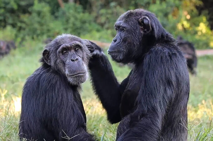 chimpanzes-sao-menos-propensos-a-roubar-comida-de-amigos