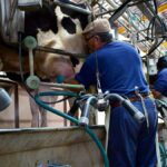 remision-de-leche-desde-los-tambos-a-la-industria-tuvo-el-mejor-setiembre-de-la-historia