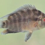 el-pejerrey-llega-al-arte:-una-propuesta-invita-a-jovenes-a-contar-historias-sobre-los-peces-y-sus-ambientes