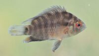 el-pejerrey-llega-al-arte:-una-propuesta-invita-a-jovenes-a-contar-historias-sobre-los-peces-y-sus-ambientes