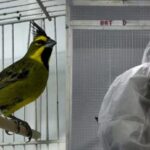 asi-repatriaron-47-ejemplares-de-fauna-nativa-rescatados-del-contrabando