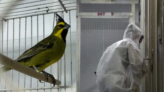 asi-repatriaron-47-ejemplares-de-fauna-nativa-rescatados-del-contrabando