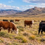 una-estancia-de-la-patagonia-cambio-el-pastoreo-y-dejo-las-ovejas-para-criar-solo-vacas:-el-suelo-gano-un-46%-de-materia-organica