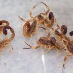por-el-fenomeno-de-el-nino,-aparecen-alacranes-en-lugares-inesperados-de-la-argentina
