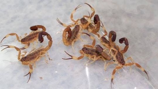 por-el-fenomeno-de-el-nino,-aparecen-alacranes-en-lugares-inesperados-de-la-argentina