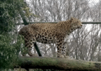leopardo-mata-cuidadora-com-40-anos-de-experiencia-em-zoologico-na-holanda