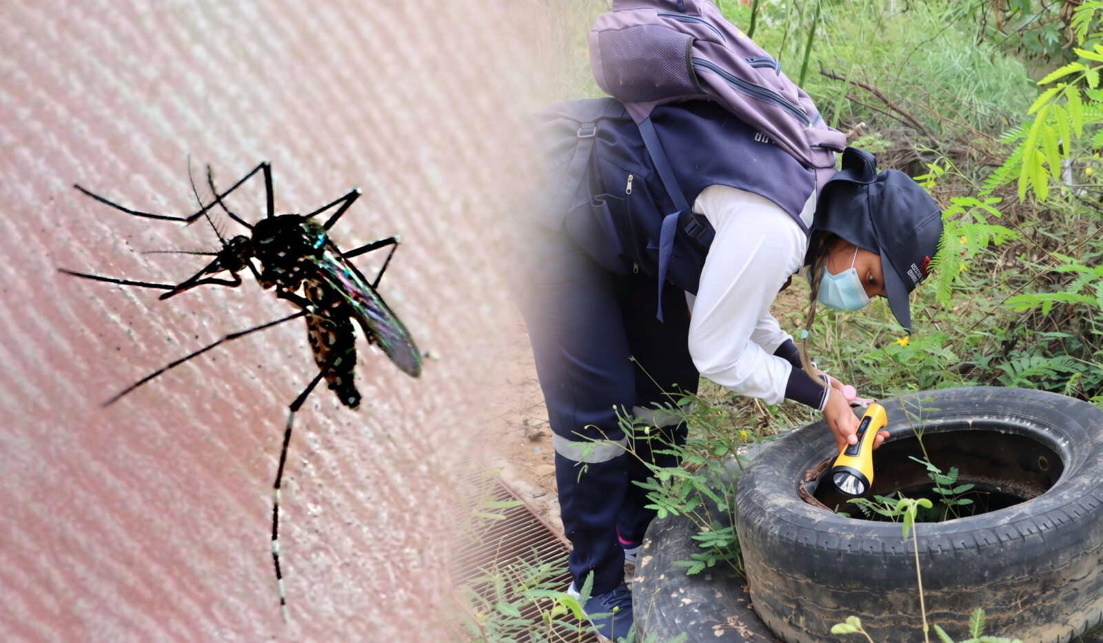 alerta-epidemiologica-en-tumbes:-confirman-2.394-contagios-de-dengue-impulsados-por-lluvias-de-el-nino