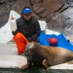 asi-trasladaron-a-una-cria-de-morsa-rescatada-en-alaska-a-su-nuevo-hogar-en-florida