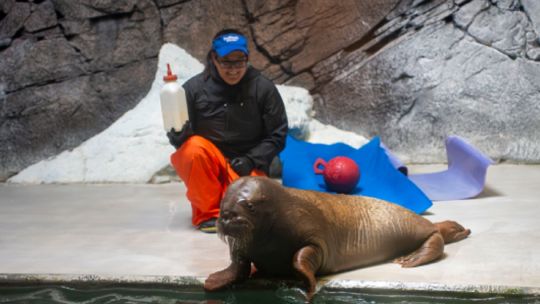 asi-trasladaron-a-una-cria-de-morsa-rescatada-en-alaska-a-su-nuevo-hogar-en-florida