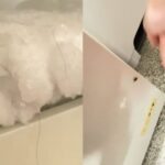 cozinha-de-escola-municipal-do-pr-e-interditada-apos-fiscalizacao-flagrar-baratas-em-freezers
