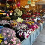 floristas-se-preparan-para-el-dia-de-todos-los-santos-con-expectativas-positivas