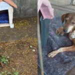 com-bilhete-pedindo-respeito,-cachorro-machucado-e-resgatado-em-maringa